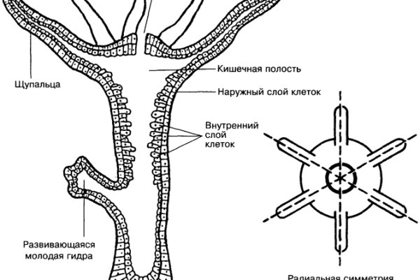 Кракен тгк